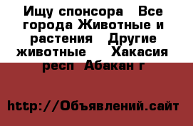 Ищу спонсора - Все города Животные и растения » Другие животные   . Хакасия респ.,Абакан г.